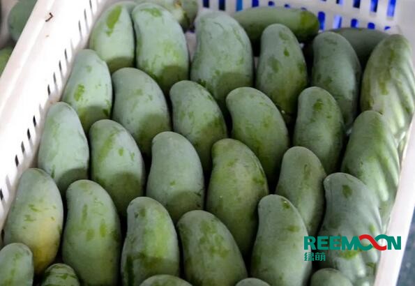 田東芒果是著名的熱帶水果，具有“熱帶果王”之美稱(chēng)，田東縣土地肥沃、光熱充足、雨熱同季,是芒果栽培適宜的地區(qū)。田東縣百冠品牌的百色芒果，是廣西的著名商標(biāo)。百色市百冠芒果生態(tài)谷種植面積達(dá)2.1萬(wàn)畝，芒果產(chǎn)量大，隨著我國(guó)經(jīng)濟(jì)形勢(shì)越來(lái)越好，人工費(fèi)用逐年增加以及當(dāng)?shù)貏趧?dòng)力日漸短缺，芒果采后處理問(wèn)題越來(lái)越突出，依靠