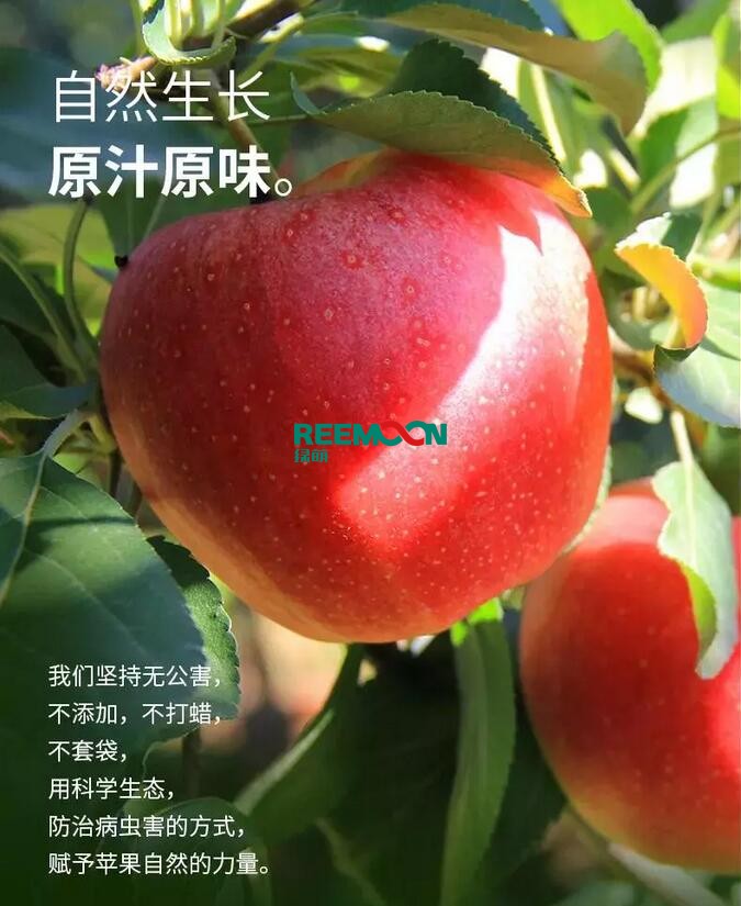 昭通蘋果：依靠短根莖種植和數字分揀技術帶動蘋果產業(yè)標準化在推動蘋果產業(yè)發(fā)展的過程中，昭通始終把加強企業(yè)領導力作為一個有力的切入點。為此，引進陜西海生、SDIC中路、一寶、華師天農等30多家企業(yè)，打造冷鏈物流市場，對蘋果進行深加工，建立物聯網和大數據聯合應用平臺，追蹤蘋果生產全過程。已成為華南地區(qū)最