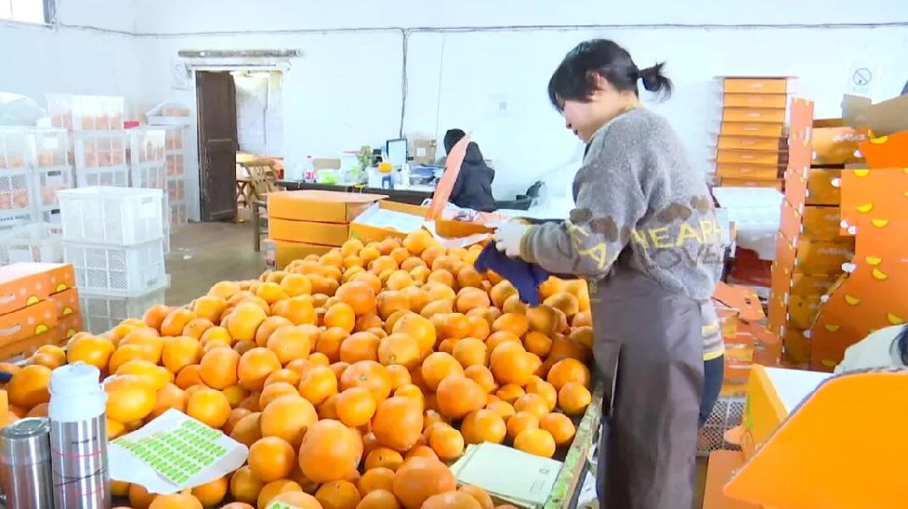 水果分選，提高效益！浙江溫嶺建成首條水果無(wú)損檢測(cè)分級(jí)流水線 眼下正是柑橘名果“紅美人”大批量上市期。這幾日，東浦農(nóng)業(yè)開(kāi)發(fā)有限公司東浦現(xiàn)代農(nóng)業(yè)產(chǎn)品中心正在調(diào)試我市首條水果無(wú)損檢測(cè)分級(jí)流水線。該流水線不僅能區(qū)分果實(shí)大小、輕重，還能通過(guò)激光、紅外光譜，分辨出果實(shí)有無(wú)擦傷等瑕疵