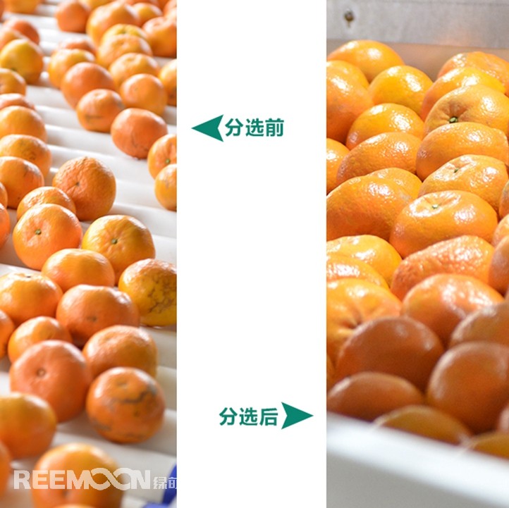 桂林興安引入綠萌沃柑智能分選線，給沃柑“做CT”，實(shí)現(xiàn)自動(dòng)化、智能化分揀，讓效率翻一番、效益翻一番。嚴(yán)格把控沃柑品質(zhì)，持續(xù)為消費(fèi)者輸送質(zhì)量穩(wěn)定的成品。