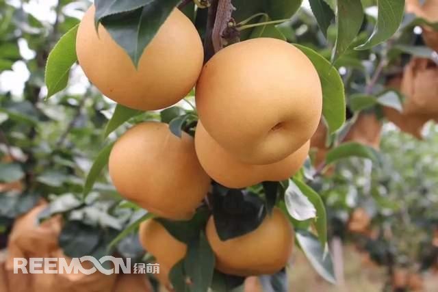 蘋果和梨作為我國的傳統(tǒng)水果，其種植面積一直很大，前者產(chǎn)量為4000多萬噸，后者產(chǎn)量近2000萬噸。只不過近年來它們的命運并不是太好，價格迎來了持續(xù)低迷。就拿蘋果來說，今年年初至今一直低迷不振，庫存蘋果5月份時已跌至5毛左右，6月份時跌到2-3毛一斤，8月份時更是以1-2毛賤價賣給榨汁廠。而受庫存蘋果的爛市，早熟蘋果價