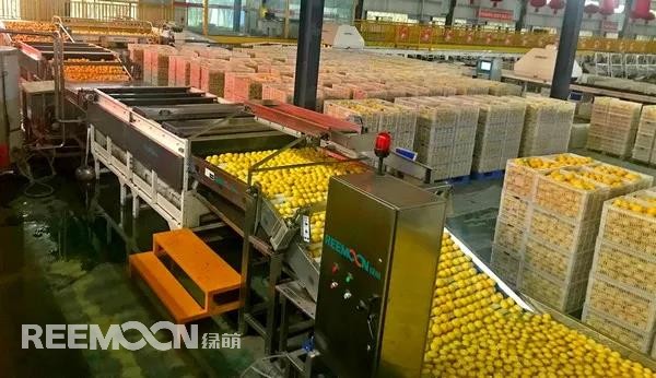 新一季的檸檬于九月中旬上市，采摘季將持續(xù)到十二月底結(jié)束。今年檸檬的品質(zhì)比往年更好，但產(chǎn)量較降低了近40%。王國(guó)龍是重慶匯達(dá)檸檬科技集團(tuán)有限公司的銷(xiāo)售經(jīng)理，他首先介紹了產(chǎn)地方面的情況，“一方面，受低溫霜凍和春旱天氣影響，部分果樹(shù)被凍。另一方面，疫情之下，一些基地的管理水平跟不上，這也導(dǎo)致本季產(chǎn)量有所降低。