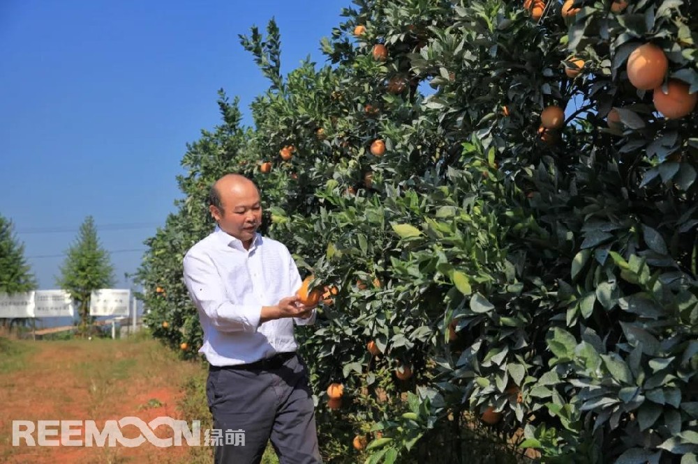 江西綠萌科技控股有限公司董事長(zhǎng)朱壹我是第3次造訪綠萌位于江西省信豐縣大阿鎮(zhèn)的現(xiàn)代農(nóng)業(yè)科技示范基地。與前幾次來(lái)的時(shí)間不同，這趟過(guò)來(lái)恰逢果實(shí)成熟期。我們品嘗了幾個(gè)品種，口感都非常好。尤其是我最?lèi)?ài)的“雞尾葡萄柚”，糖度普遍在13%以上，風(fēng)味令人記憶深刻?！艾F(xiàn)在除了臍橙和‘雞尾葡萄柚’，還有其他適合的品種