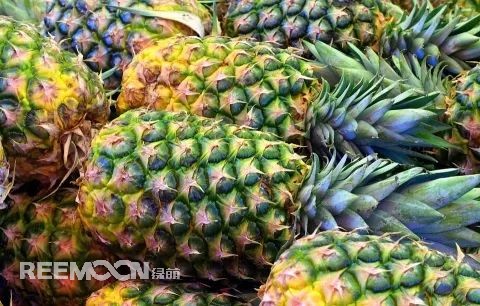 即將到來的3-5月是菠蘿大量成熟的季節(jié)，但是本月中旬已有幾十家采購商應(yīng)邀前往徐聞考察，帶動(dòng)起一波菠蘿采購潮。2月12日，徐聞縣向全球采購商發(fā)出《來自“菠蘿的海”的信》引發(fā)熱烈反響。十多家境內(nèi)外媒體紛紛轉(zhuǎn)發(fā)點(diǎn)贊，不少外地采購商“搶鮮”登門。短短3天時(shí)間，已經(jīng)有來自遼寧、山東、山西、陜西、四川、河南、上海等地的