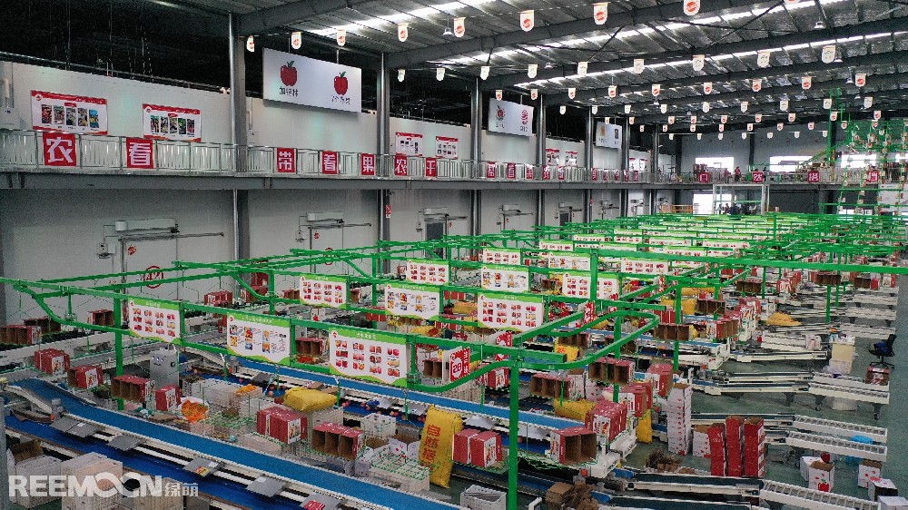 6月11日，走進(jìn)洛川縣蘋果現(xiàn)代產(chǎn)業(yè)園區(qū)，在延安自然搭檔農(nóng)業(yè)發(fā)展有限公司智能分選車間，機(jī)械轟鳴，人頭攢動(dòng)，幾十名工人有條不紊地在分選線上忙碌著。一個(gè)個(gè)色澤紅潤(rùn)、大小勻稱的蘋果，正通過圓形硅膠托盤運(yùn)上智能選果線，經(jīng)過檢測(cè)通道依次歸位，按照重量、甜度等被分成數(shù)個(gè)等級(jí)。工人們麻利地把分級(jí)后蘋果擺放至果箱內(nèi)，進(jìn)行
