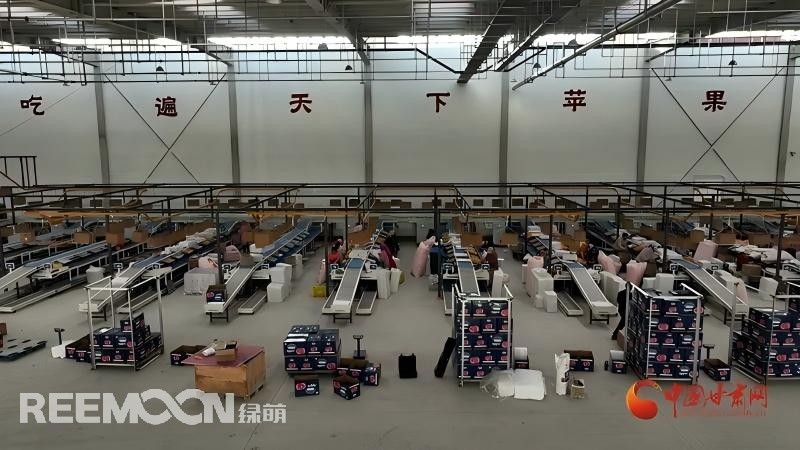 “這個綠萌‘呵福式’智能四通道一體自動化分揀包裝生產(chǎn)線剛安裝上就投入使用，高效便捷。幫我們完成對尼泊爾出口的300噸蘋果分揀包裝。”靜寧蘋果產(chǎn)地冷鏈物流園運(yùn)營團(tuán)隊負(fù)責(zé)人孫杰錕在剛剛建成投入使用的分選車間邊忙向記者解說?！澳壳熬头謷囬g創(chuàng)造就業(yè)崗位三百多個，其中包裝工約300人、檢果工50人、裝卸工20人，為周