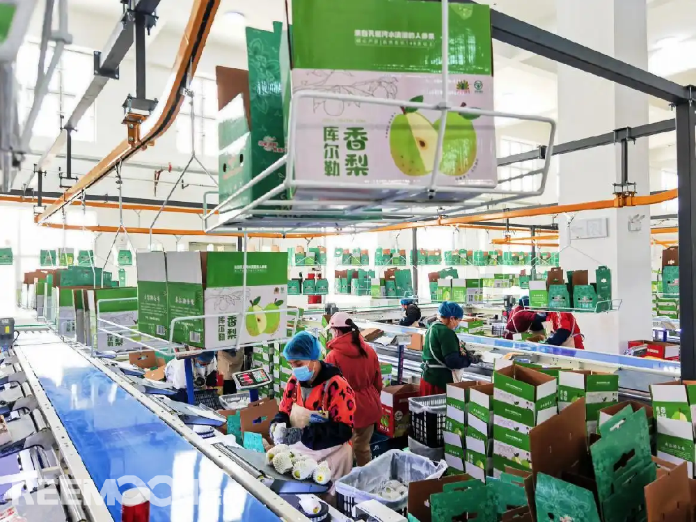 每個香梨都被放在專屬的小托盤里，從傳送帶上“走”到電腦稱重的“過道”里，被分為180克以上、160克至180克、140克至160克、120克至140克、100克至120克等各個規(guī)格，分為不同級別后，一個個香梨“躺”著被電腦指令輸送到不同的級別通道中，順著傳送帶就送到了包裝工人的手邊，他們再一個個套上保鮮紙和發(fā)泡網(wǎng)，頭頂上傳送的